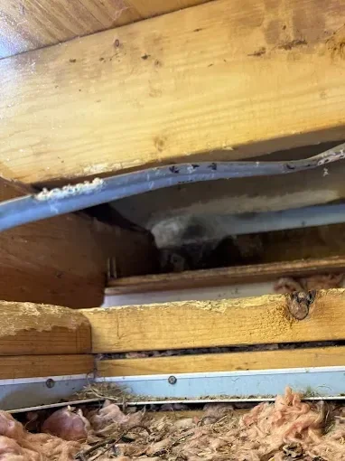 Technician performing pest waste cleanup and remediation in home