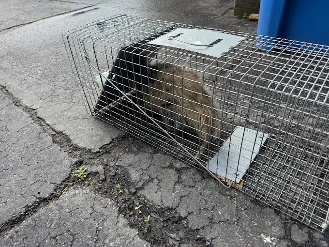 Wire mesh live trap containing captured raccoon on concrete surface