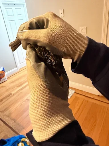Technician in protective gloves safely capturing bird in mesh bag indoors