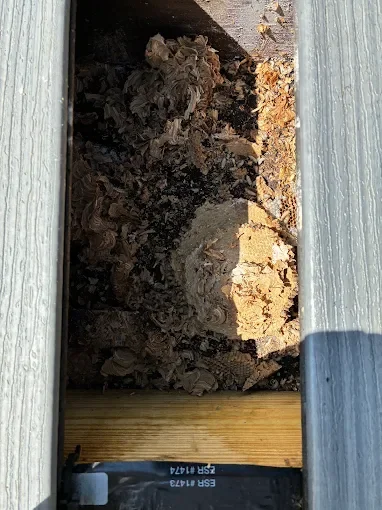 Wasp nest with paper chambers removed from wooden siding crevice