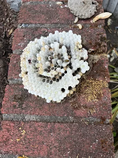 White papery wasp hive with open cells on red brick surface