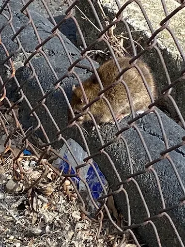 Raccoon under deck with chain-link exclusion fencing installed