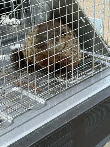 Wire mesh animal trap containing captured wildlife on exterior ledge