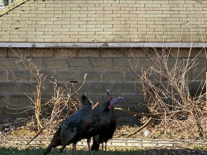 Two black vultures perched against stone foundation wall with bare branches and exclusion materials