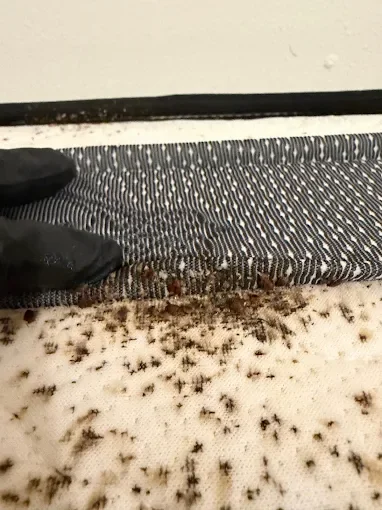 Pest infestation on carpet and baseboard with treatment application marks