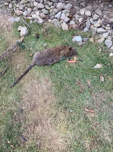 Raccoon on grass and gravel near residential landscaping during removal operation