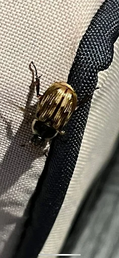 Large golden-brown beetle on black and white window screen mesh