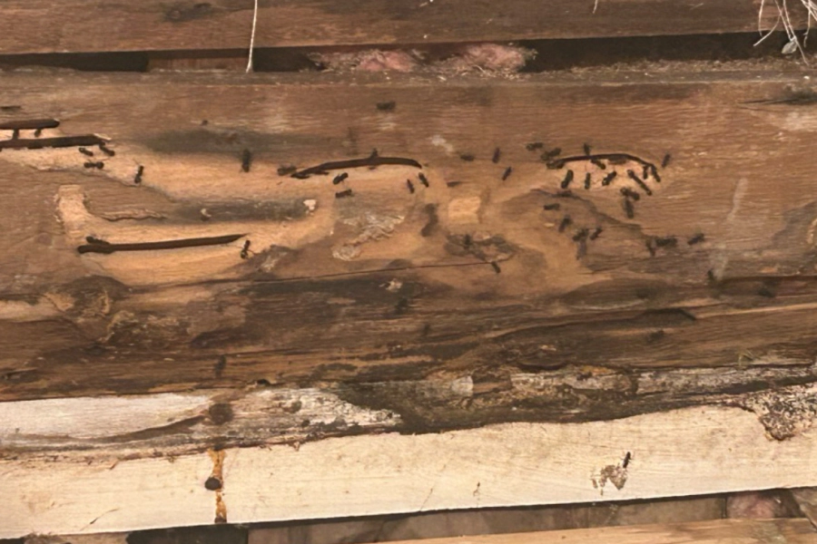 Wood Destroying Insect Inspections