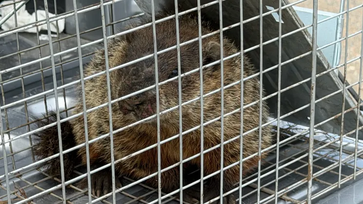 Wildlife Removal Services img